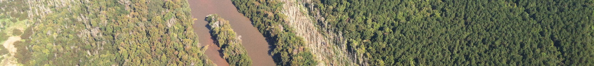 Aerial photo of Forest