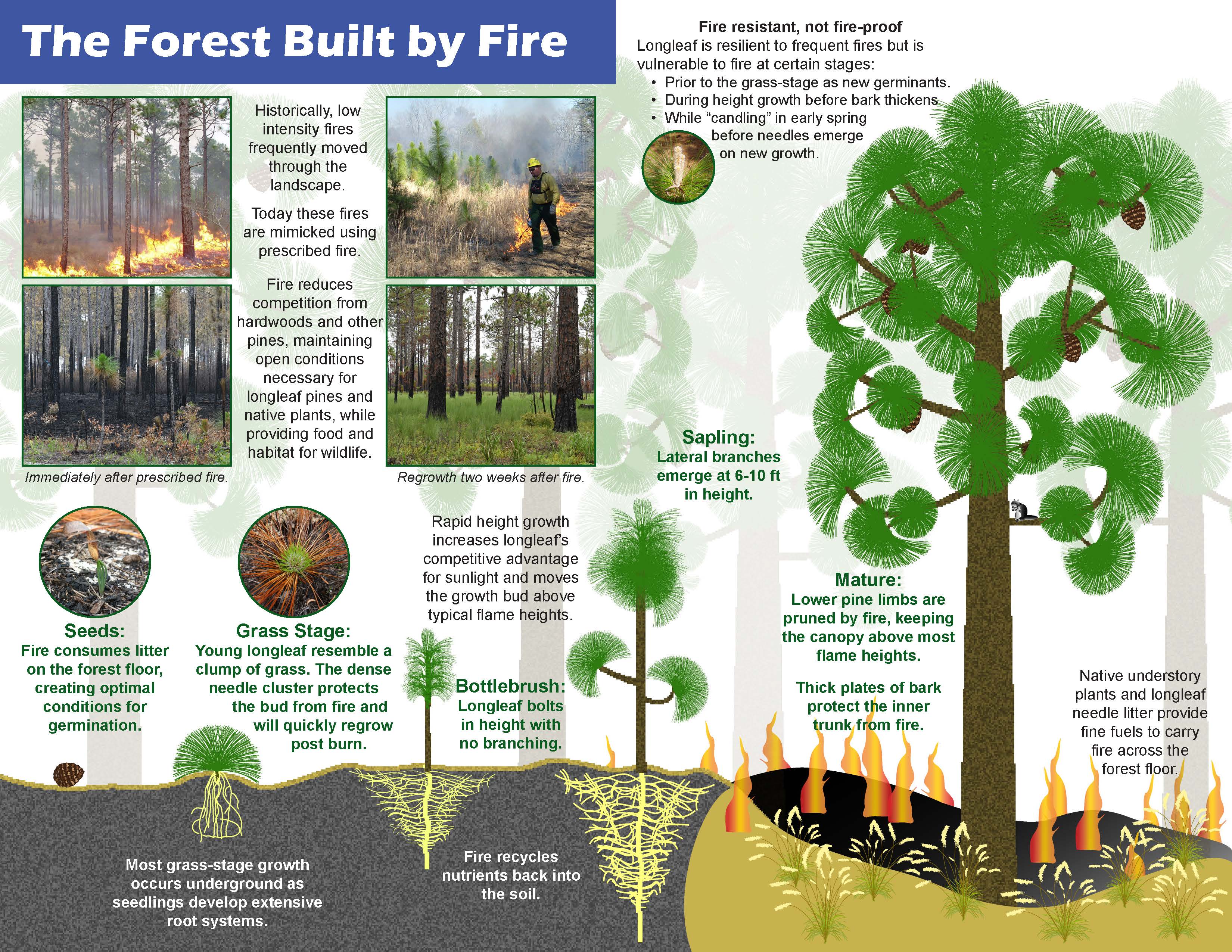 Prescribed Fire and Longleaf Infographic