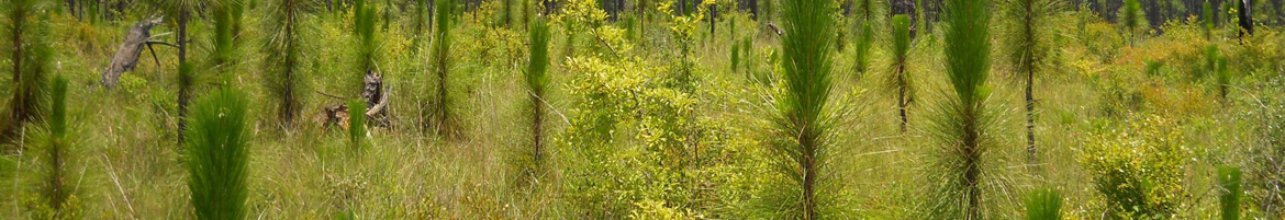 Prescribed burn photo in Longleaf Pine Forest