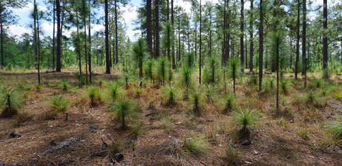 Seedling establishment in longleaf forest