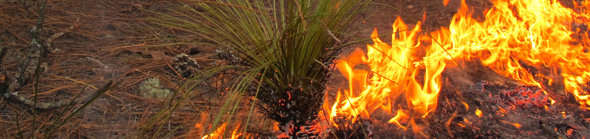 Fire in Longleaf Pine forest