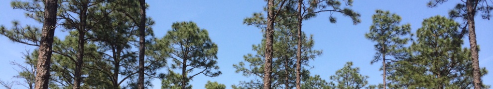 Pine Forest