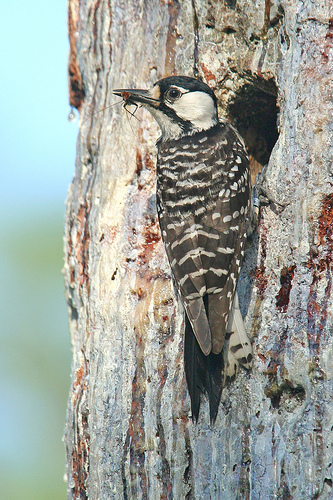 Red-Cockaded Woodpecker Photo